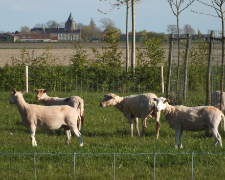 Vakantiewoning Veurne La Compagnie des Moëres schapen